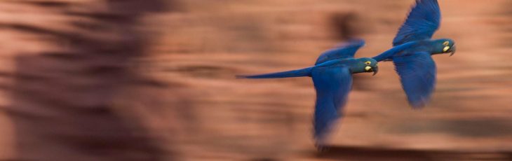 Lear’s Macaw: The Endangered Jewel of Brazil’s Caatinga