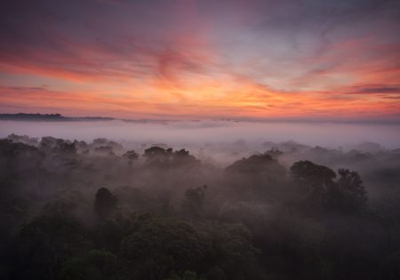 Brazilian Amazon and Pantanal