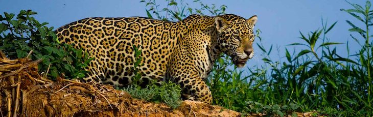 Meet the mighty Jaguar of the Pantanal