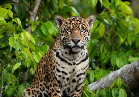 Jaguars of the Pantanal – October