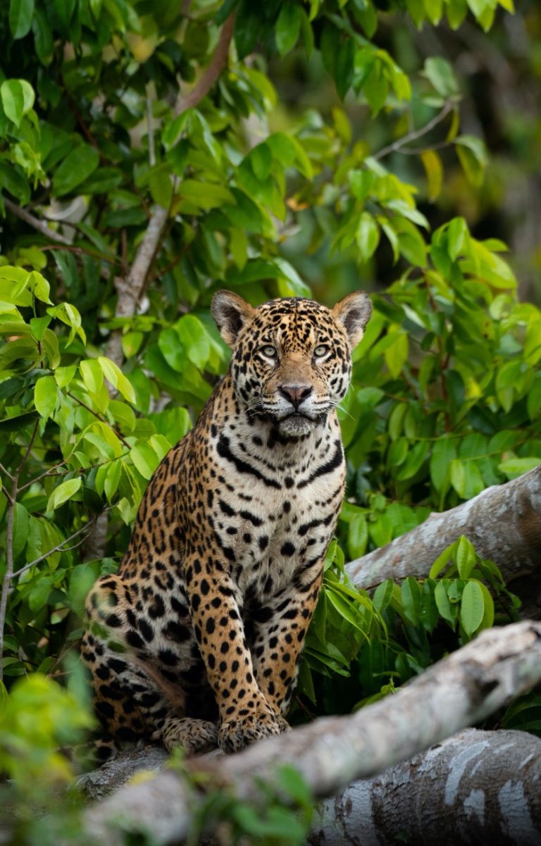 Meet the mighty Jaguar of the Pantanal - South Quest Safaris