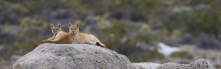 Puma: One of the America’s top predators