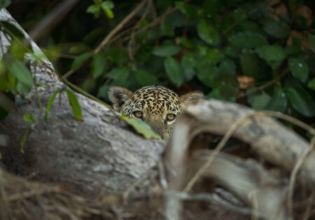 Jaguars of the Pantanal – September