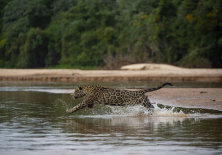 Jaguars of the Pantanal – August