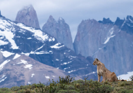 Patagonia Puma Tracking – May