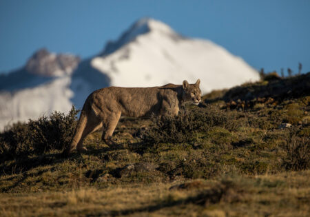 Patagonia Puma Tracking – November