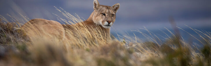 5 Facts about the elusive Patagonian Pumas
