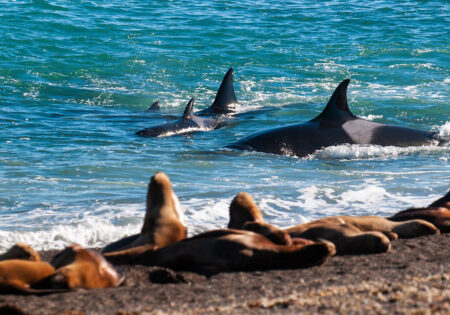 Peninsula Valdés – Orcas hunting